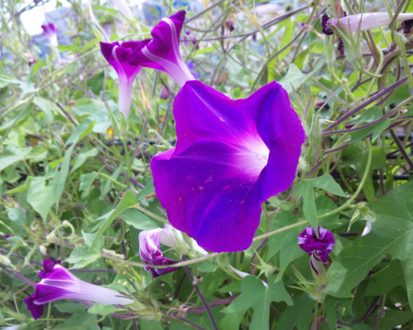 Обои картинки фото цветы, вьюнки, ипомеи