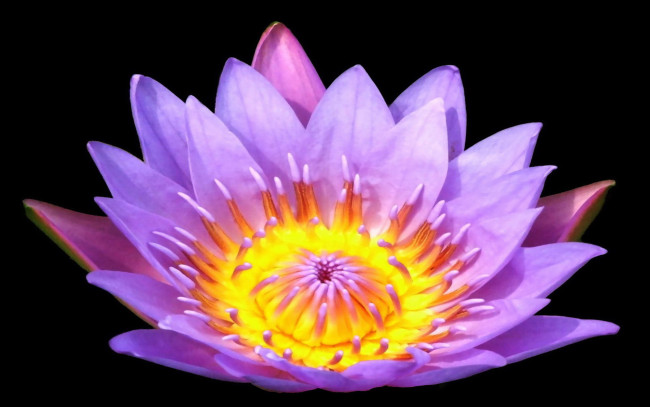 Обои картинки фото цветы, лилии, водяные, нимфеи, кувшинки