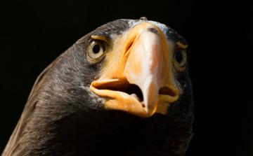 Картинка животные птицы хищники клюватый