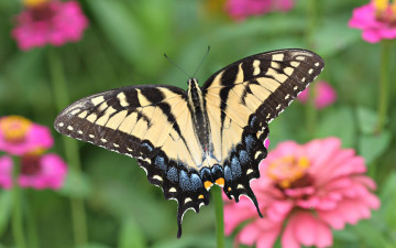 Картинка парусник животные бабочки цветок зелень насекомое