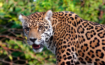 Картинка ягуар животные Ягуары морда взгляд пятнистый