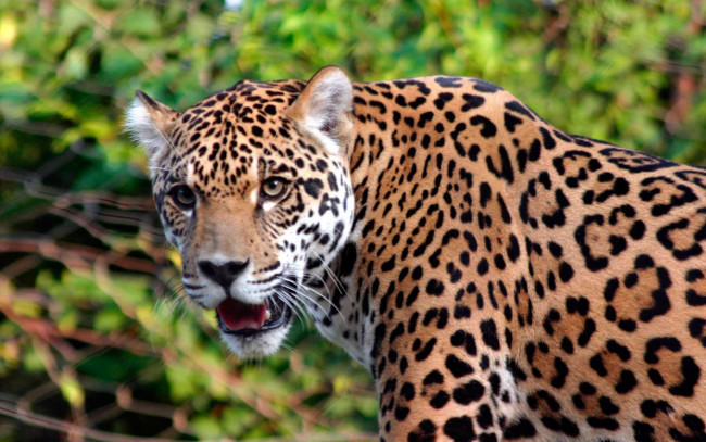 Обои картинки фото ягуар, животные, Ягуары, морда, взгляд, пятнистый