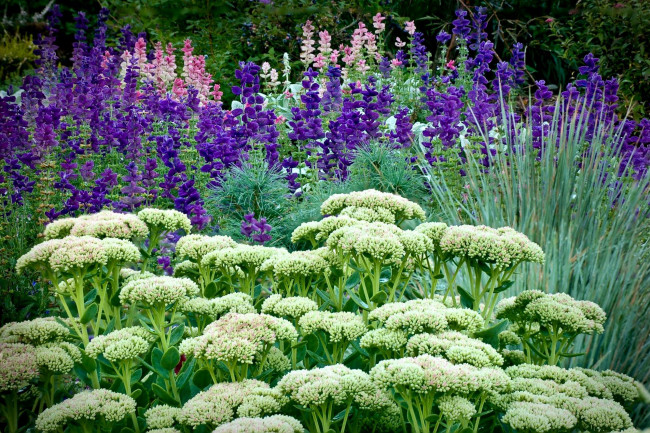 Обои картинки фото цветы, разные, вместе, травы, каланхоэ