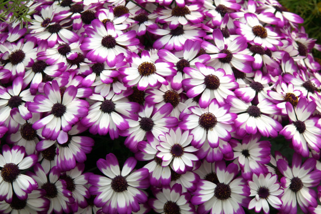 Обои картинки фото цветы, цинерария, много, пестрый