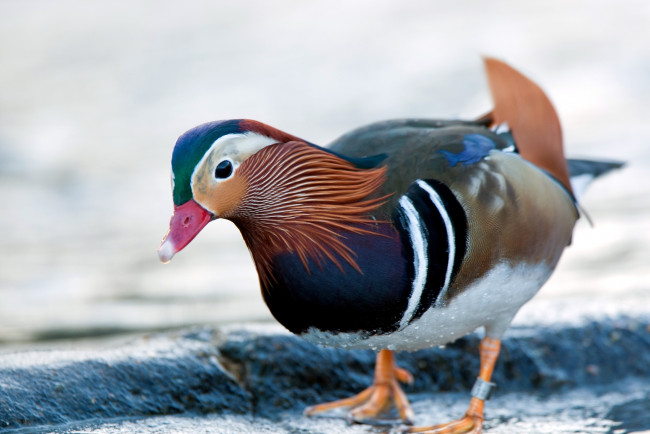 Обои картинки фото животные, утки, утка-мандаринка, яркий