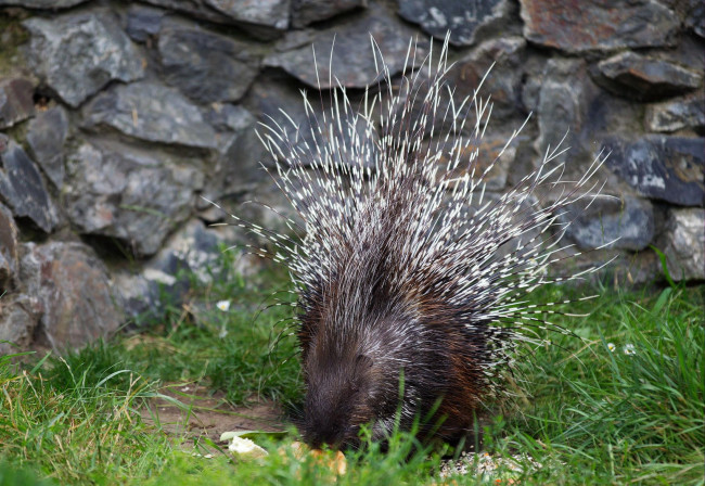 Обои картинки фото животные, дикобразы, иглы