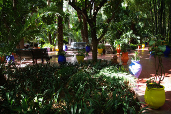 Картинка morocco marrakech jardin majorelle природа парк растения сад