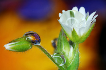 Картинка природа макро цветы