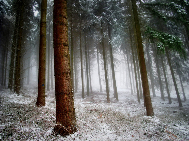 Обои картинки фото природа, зима, снег, ель