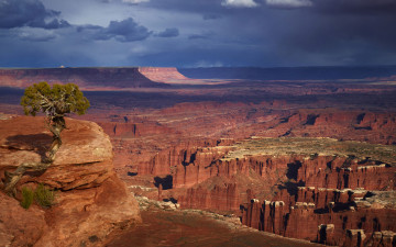 Картинка природа дерево каньён