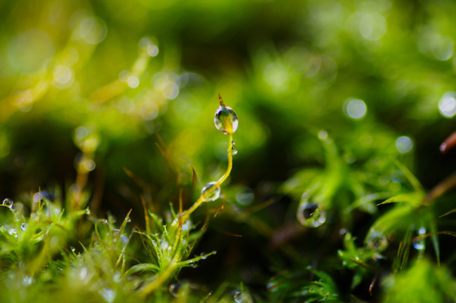Обои картинки фото природа, макро, капли