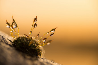 Картинка природа макро утро капли роса мох фон