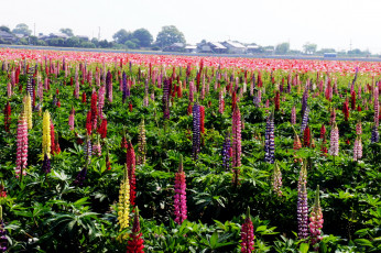 Картинка цветы люпин разноцветный