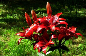 Картинка цветы лилии +лилейники лето солнечно трава