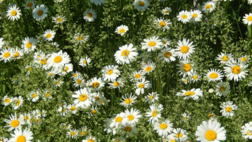 Картинка цветы ромашки луг трава