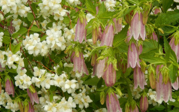 Картинка цветы разные+вместе разные колокольчики