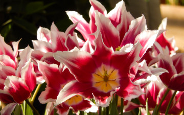 Картинка цветы тюльпаны весна