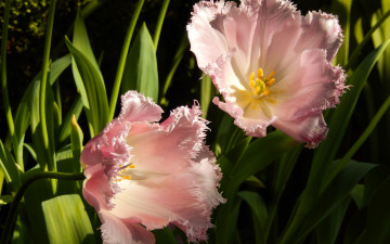 Картинка цветы тюльпаны весна