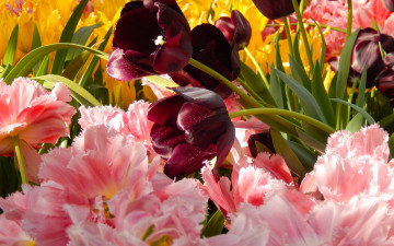 Картинка цветы тюльпаны весна