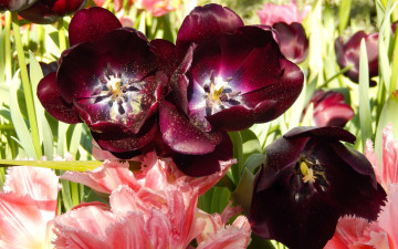 Картинка цветы тюльпаны весна