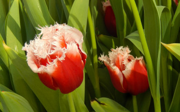 Картинка цветы тюльпаны весна