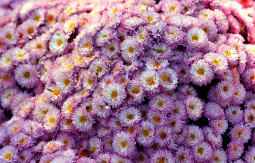 Картинка цветы хризантемы flower chrizantenum мелкие