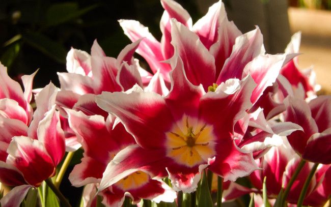 Обои картинки фото цветы, тюльпаны, весна