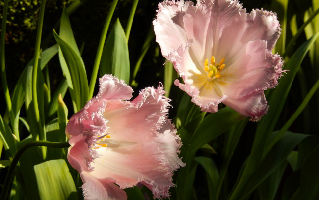 Обои картинки фото цветы, тюльпаны, весна