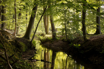 Картинка природа реки озера лес река