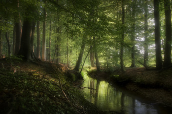 Картинка природа реки озера лес река