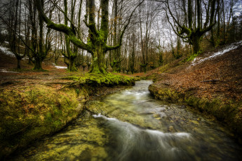 Картинка природа реки озера лес река