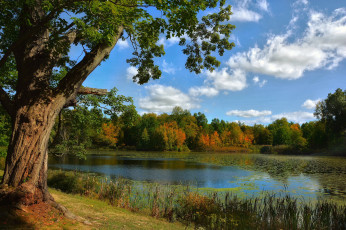 Картинка природа реки озера лес река