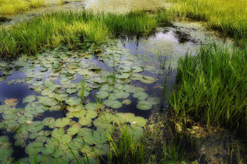 Картинка природа реки озера лес река