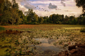 Картинка природа реки озера лес река