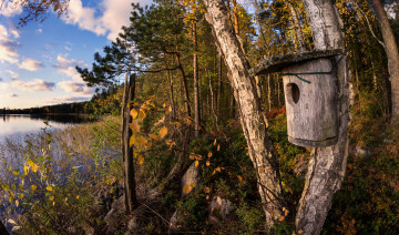 Картинка природа реки озера лес река