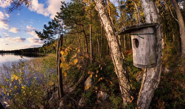 Обои картинки фото природа, реки, озера, лес, река