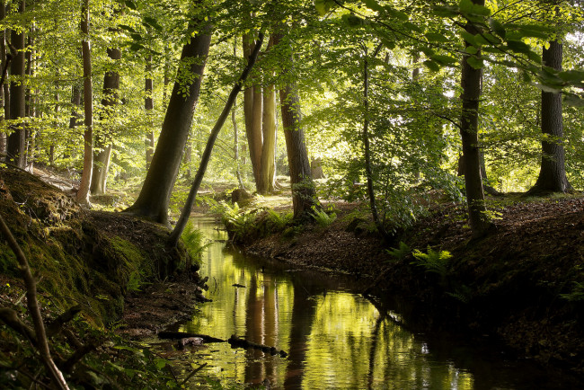 Обои картинки фото природа, реки, озера, лес, река