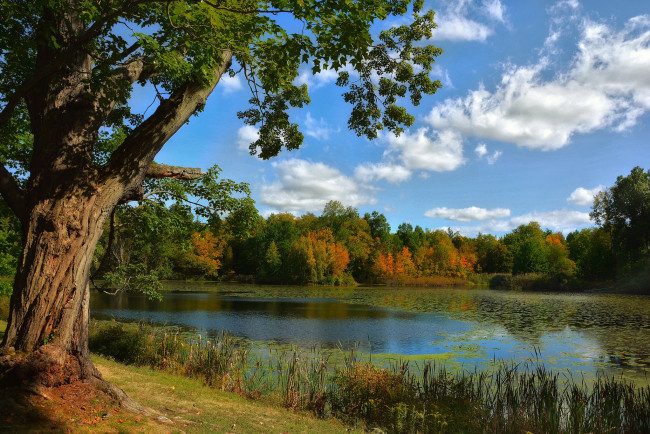 Обои картинки фото природа, реки, озера, лес, река