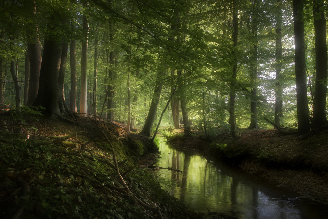 Обои картинки фото природа, реки, озера, лес, река