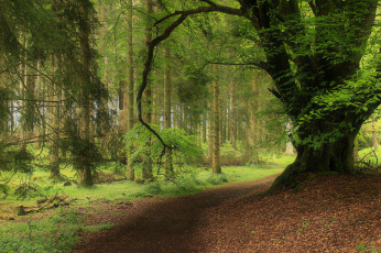 Картинка природа лес деревья пейзаж дорога