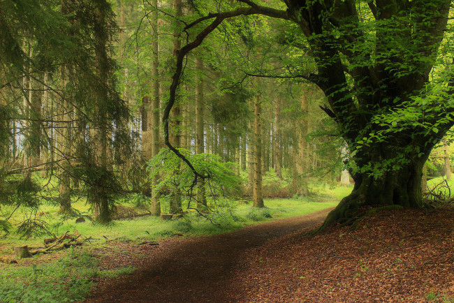 Обои картинки фото природа, лес, деревья, пейзаж, дорога