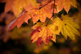 Картинка природа листья клен осень