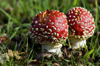 Картинка природа грибы дуэт