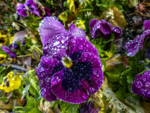 обоя цветы, анютины глазки , садовые фиалки, капли, макро