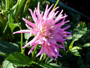 Картинка цветы георгины розовый