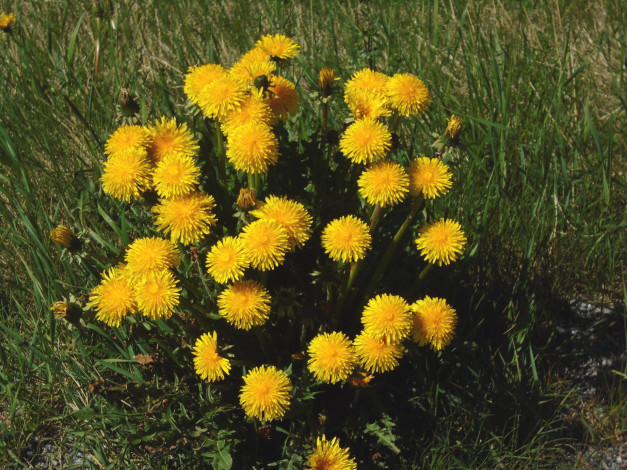 Обои картинки фото цветы, одуванчики, желтый