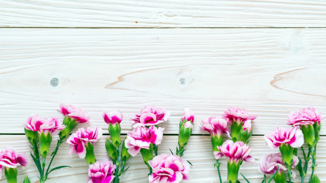 Обои картинки фото цветы, гвоздики, бутоны