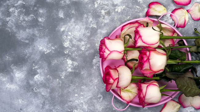 Обои картинки фото цветы, розы, бутоны