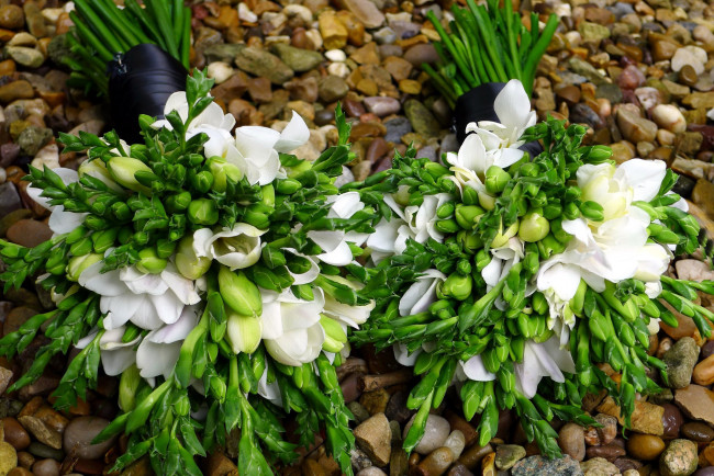 Обои картинки фото цветы, фрезия, букеты