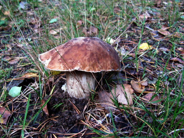 Обои картинки фото природа, грибы, боровик